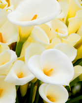 Без бренда «Белые каллы» в Белгороде 