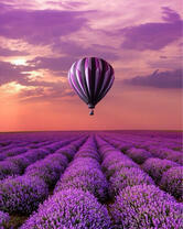 Без бренда «Фиолетовый воздушный шар над фиолетовым лавандовым полем (20шт)» в Белгороде 