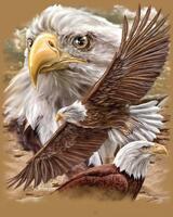 Без бренда «Коробка 20 шт: Орёл крупным планом» в Белгороде 