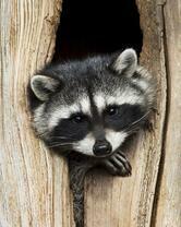 Без бренда «Енот в дупле» в Белгороде 