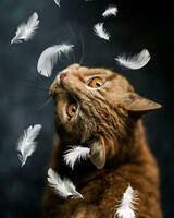 Без бренда «Кот среди перышек» в Белгороде 