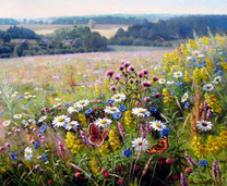 Бабочки над луговыми цветами у деревни