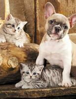 Без бренда «Милый щенок французского бульдога и два котёнка» в Белгороде 