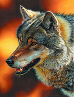 Без бренда «Взрослый серый волк» в Белгороде  в интернет-магазине  Без бренда «Взрослый серый волк» в Белгороде