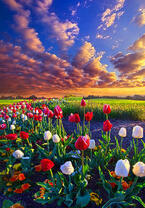 Без бренда «Поле тюльпанов под облачным небом» в Белгороде 